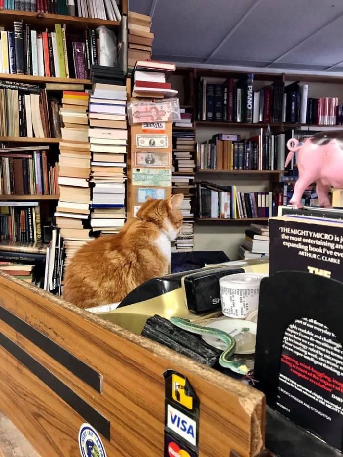 Bookstore Cat Does Not Want Your Business, Thanks