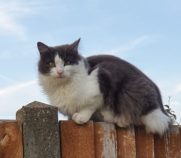 Majestic Floof Spotted Yesterday Giving Me The Wary Eye