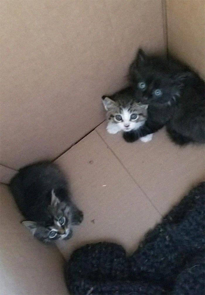 3 Babies We Found And Are Now Taking Care Of (2 More Are Out There But We Need To Trap Them, Too Speedy)