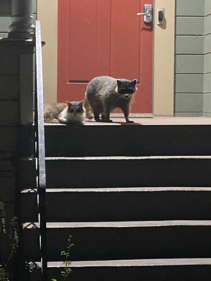 The Smoke Has Cleared Up A Little Bit Here In The Bay Area, So I Went Out For A Walk And Spotted These Two Buddies Enjoying The Night Air Together.