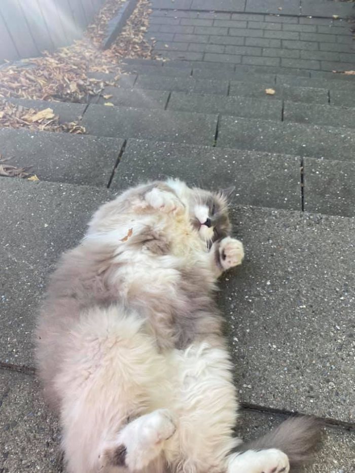 My Friend And I Were Out To Get Something And Were Walking To The Station When She Points At This Adorable Cat And Gives Me The “Ugh Fine” Look And I Gave This Floof The Best Pets. She Was Letting Me Scratch Her Belly And Under Her Chin