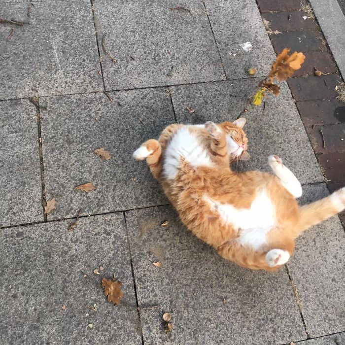 Big Ginge Does A Big Roll: A Photographic Essay 🍂🐈🍂 (Perfect 7am Greeting Outside Work) London, UK