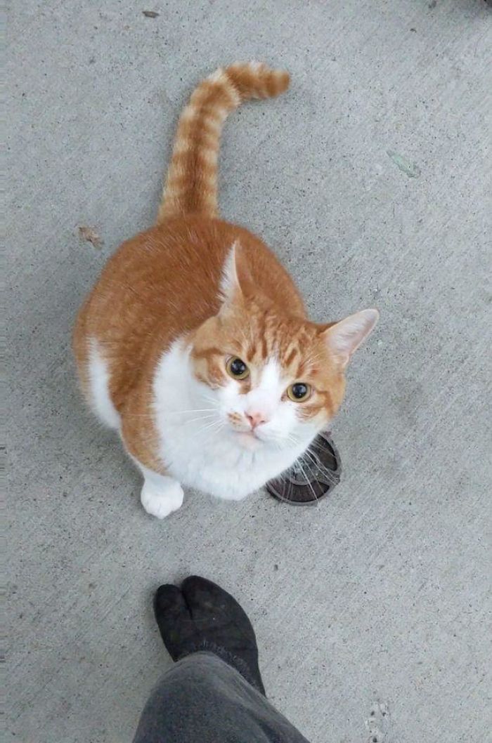 Holy Mackerel!!! I Met This Thicc, Loud, Very Friendly Boy Who Would Not Let Me Leave!!!! Plz Find Attached: Video Of This Big Old Creamsicle Slapping Me With His Paw When I Tried To Walk Away