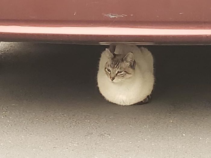 This Ball Of Cat Was Hiding Under A Car In The Parking Lot At Work