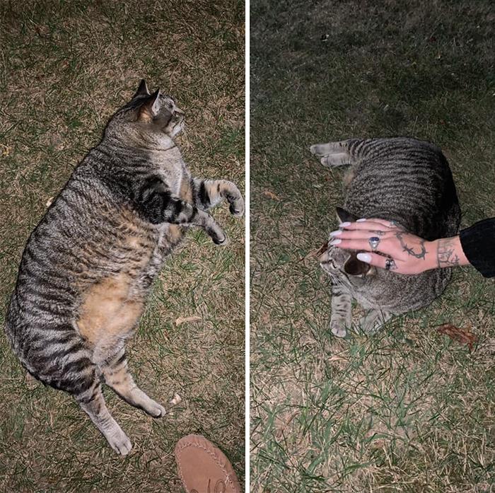 Met This Very Large Man In A Friend’s Yard Last Night. Very Sweet, Very Aggressive Head Butts