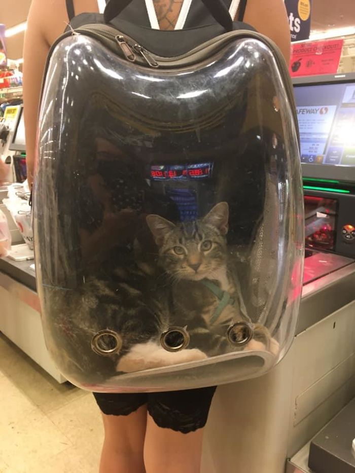 Saw In The Grocery Store In Sedona, Az. She Meowed At Me!