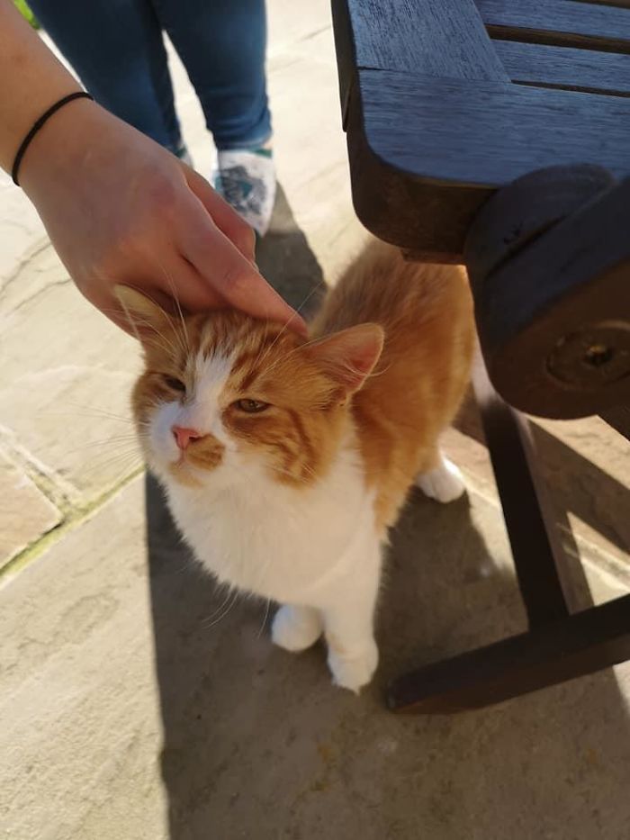 The Local Kitten At Our Airbnb 😍 She Stole Some Of My Toast And Then Attacked A Spicy Fly