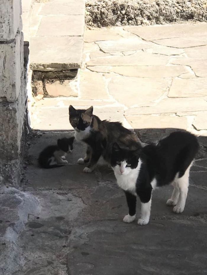 Don’t Pspsps To Me Or My Son Or My Wife Ever Again. 🐱cats At A Local Museum In Ioannina Greece.