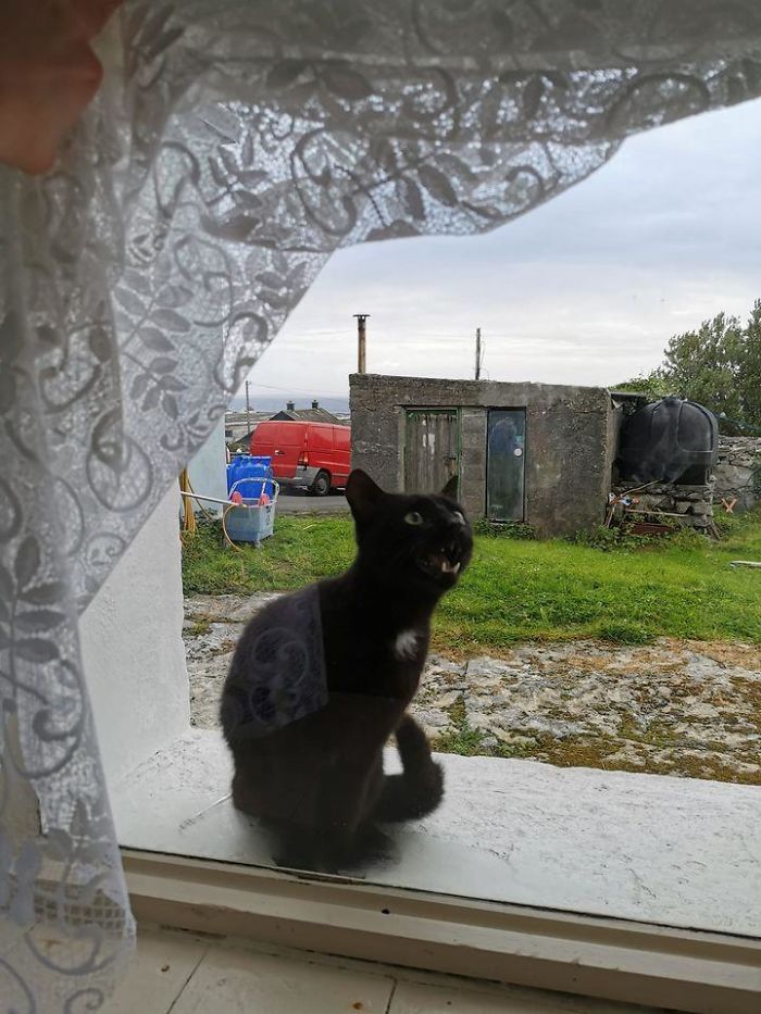 Heard Shouting At The Window In The Cottage I Rented Last Weekend On The Aran Islands. Lifted The Net Curtain To Be Greeted By This Enthusiastic Member Of The Local Welcome Committee!