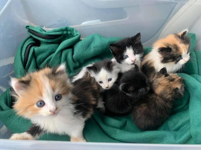 Proxy Spot. A Friend Went Biking In The Woods Of Rural Central Pennsylvania (USA). On Their Bike Trip They Found All Of These Tiny Kitties In The Woods!! They Were Rescued And All Adopted To Good Homes
