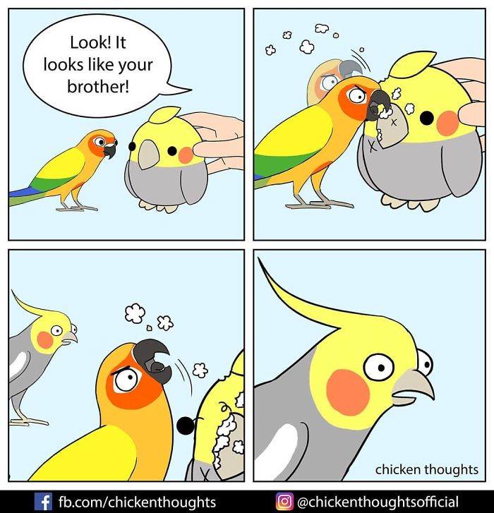 ‘Chicken Thoughts’: Owner Creates Funny Comics About Her Feathered ...