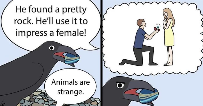 30 Funny Comics About Parrots, Illustrated By A Bird Owner | Bored Panda