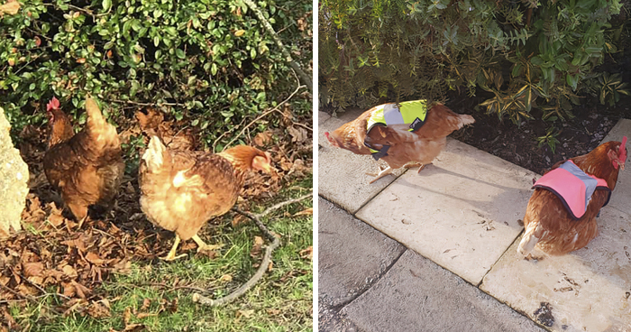 Man Grows Tired Of His Chickens Always Escaping The Coop So He Buys Them High-Visibility Vests
