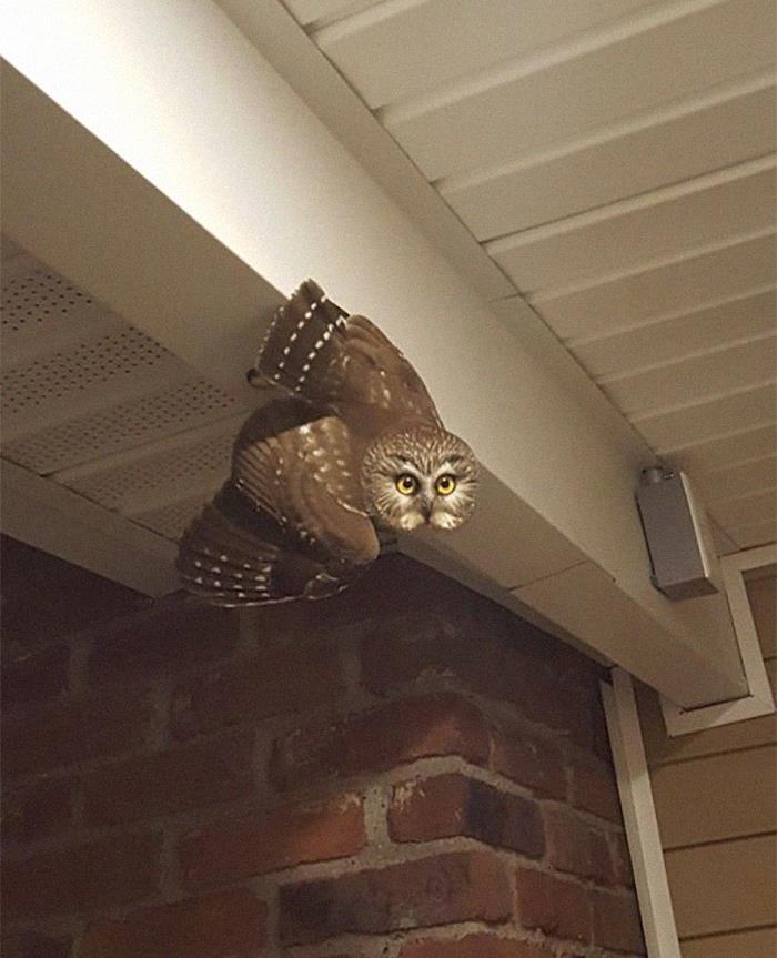 Knock At The Door Turned Out To Be This Owl
