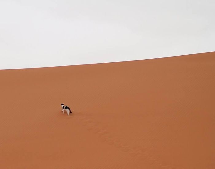 The Last Thing I Expected To Spot In The Sahara Desert Was A Tuxedo Kitty. The Berber People In Our Tent Told Me He Visits Sometimes To Chase Away The Scorpions