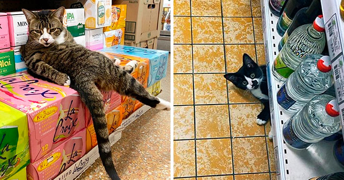 This Twitter Account Collects Photos Of Cats In Small Shops Looking Like They Own The Place (30 New Pics)