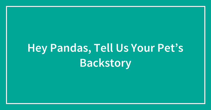 Hey Pandas, Tell Us Your Pet’s Backstory (Ended)