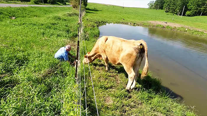 Heartwarming Video Captures Mother Cow Clearly Asking A Man To Rescue Her Newborn Calf