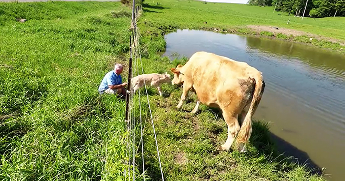 Heartwarming Video Captures Mother Cow Clearly Asking A Man To Rescue Her Newborn Calf