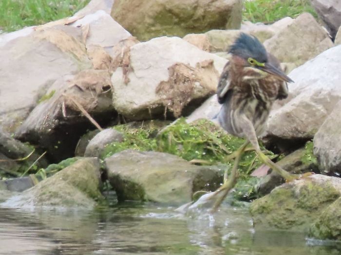 Someone Suggested I Put This Photo Of My Crazy Green Heron Doing A Dance On The Water And Rocks