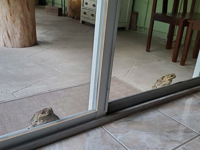 The Toad Saga Continues. We Cleaned The Back Porch And I Haven't Fed Them For A Few Days And These Two Assholes Just Came Up And Literally Knocked On The Glass Like "Wtf, Karen?"