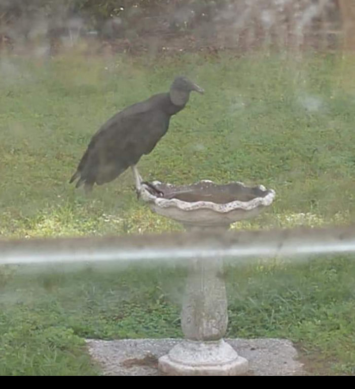 Ok. Not Exactly What I Was Expecting When I Put Out The Birdbath