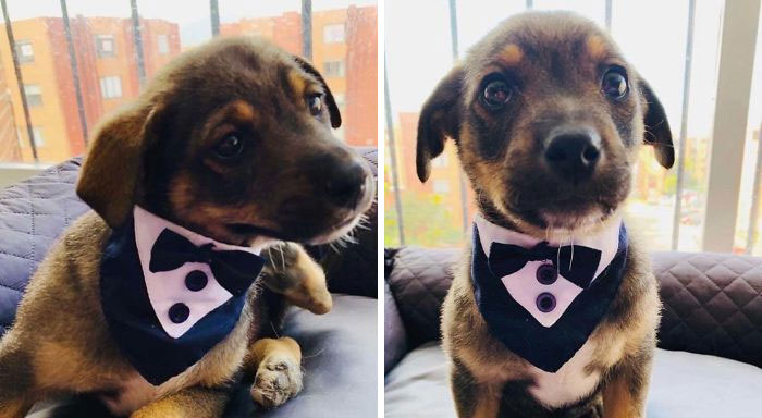 Vicente, A Rescue Dog, Was All Washed And In His Little Tux Waiting To Get Picked Up By His New Owners. They Didn’t Show Up. My Heart Can’t Take These Pictures! Luckily He Found New Owners Quickly