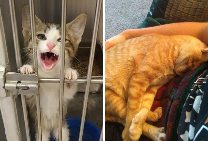 40 Fotos muy reconfortantes de mascotas rescatadas en el mes de Septiembre