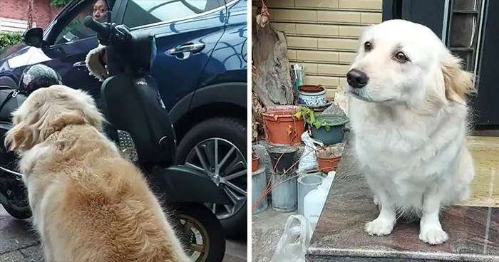 Dog Doesn’t Want Owner To Go To Work, Gives Him The Saddest Of The ‘Sad Eyes’