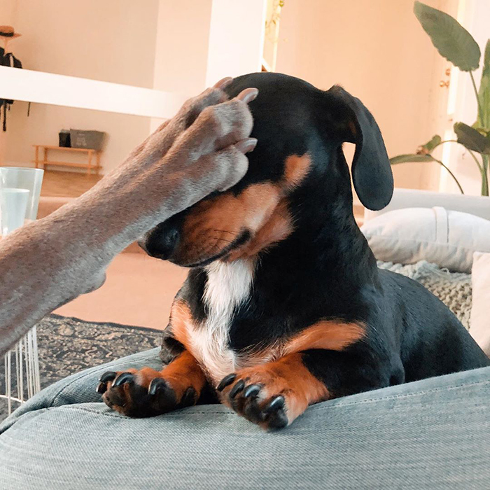 This 2-Year-Old Dog Overcame Crippling Anxiety After His Owner Got Him An Emotional Support Dog