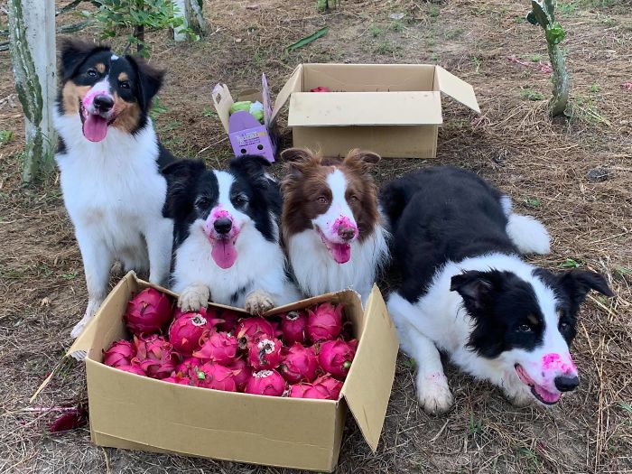 Dogs Observe Fruit Being Harvested, But The Fruit's Calling Is Too Strong (9 Pics)