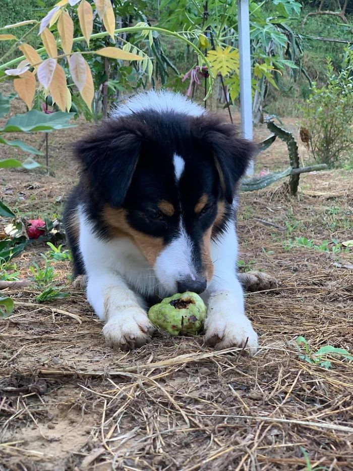 Dogs Observe Fruit Being Harvested, But The Fruit's Calling Is Too Strong (9 Pics)
