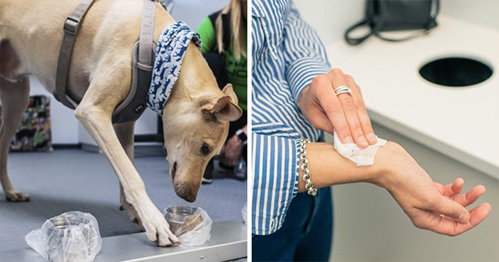 Turns Out, Helsinki Airport Uses Dogs To Sniff Out Coronavirus And It’s Faster Than Lab Testing