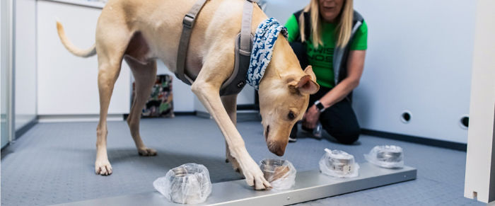 Turns Out, Helsinki Airport Uses Dogs To Sniff Out Coronavirus And It's Faster Than Lab Testing