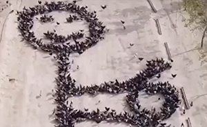 This Person Forces Birds To Gather In Specific Locations To Create An Image By Simply Feeding Them