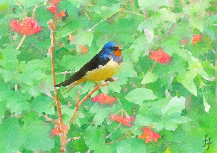 Early Morning Swallow In The Bushes