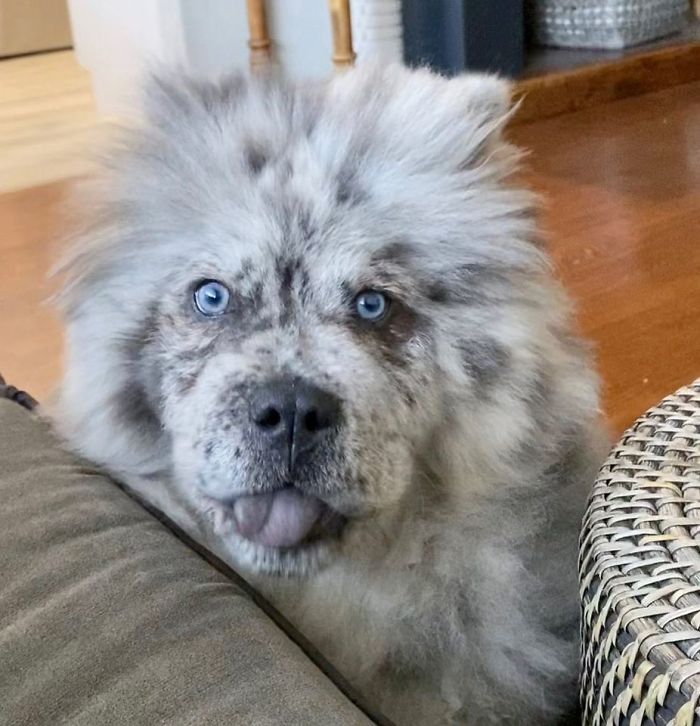 Fluffy-Dog-Oreo-Cloud-Chief