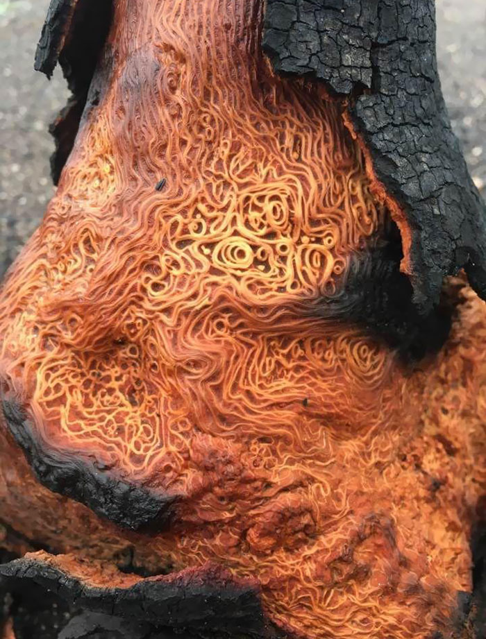The Wood In This Tree Looks Like Spaghetti And Tomato Sauce