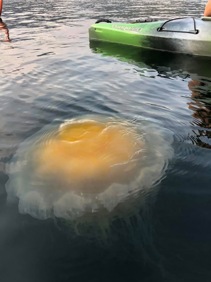 Anyone Know What Kind This Is? Fried Egg Jellyfish