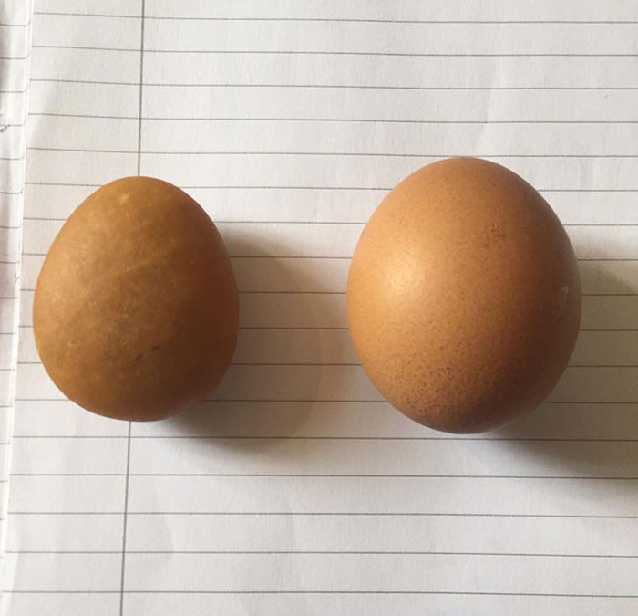 This Stone I Found That Looks A Lot Like An Egg. Egg On The Right For Scale