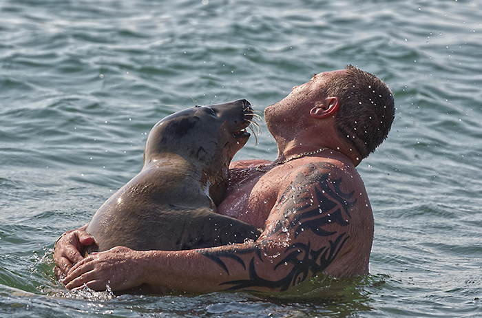 Sammy The Seal Is So Outgoing, He’s Making Human Friends At The Beach