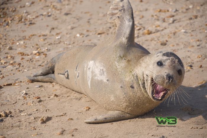 Sammy The Seal Is So Outgoing, He's Making Human Friends At The Beach