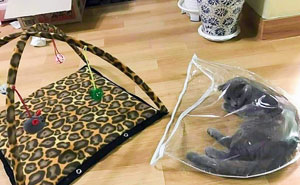 50 Funny Examples Of Cat Beds And Cat Logic