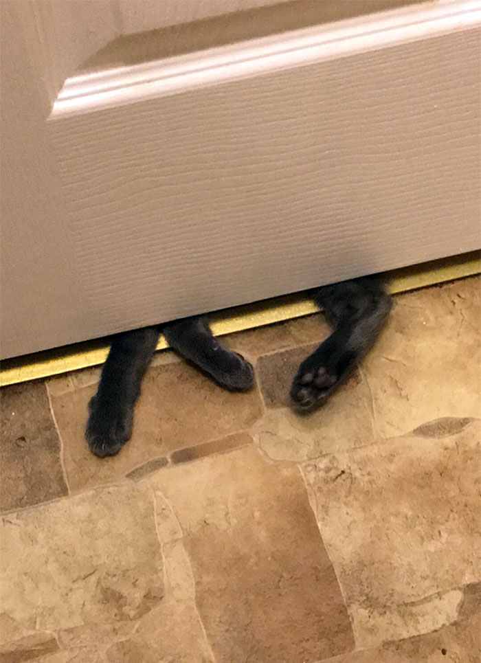 Left My Cat For One Second To Use The Bathroom, He Didn't Want To Be Alone