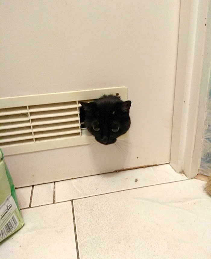 My Parents' Cat Destroyed The Bathroom's Door Vents So He Could Spy While We Pee