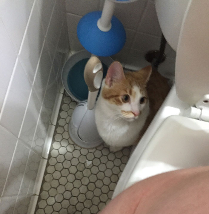 Every Time I Use The Toilet My Cat Sneaks Behind The Toilet And Watches Me