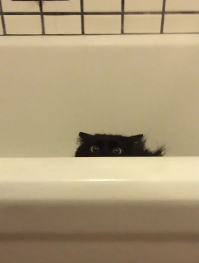 Mi gato me acecha cuando voy al baño