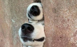 'Dogspotting' Is A Group Where People Share Only The Best, Unexpected Encounters With Dogs (50 Pics)