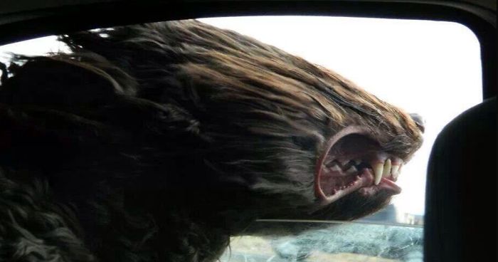 40 Times Doggos Acted So Ridiculously When Riding In Cars That Their Owners Just Had To Take A Pic