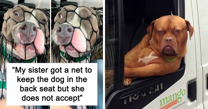 40 Times Doggos Acted So Ridiculously When Riding In Cars That Their Owners  Just Had To Take A Pic | Bored Panda